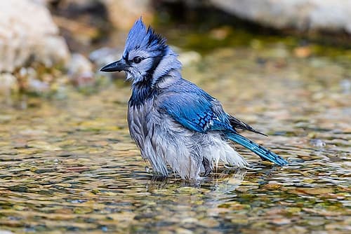 Blue Jay-Cyanocitta cristata-bathing Marion County-Illinois Art Print